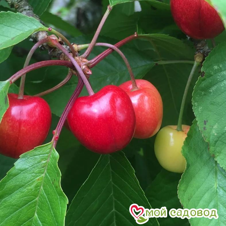 Вишня Максимовская