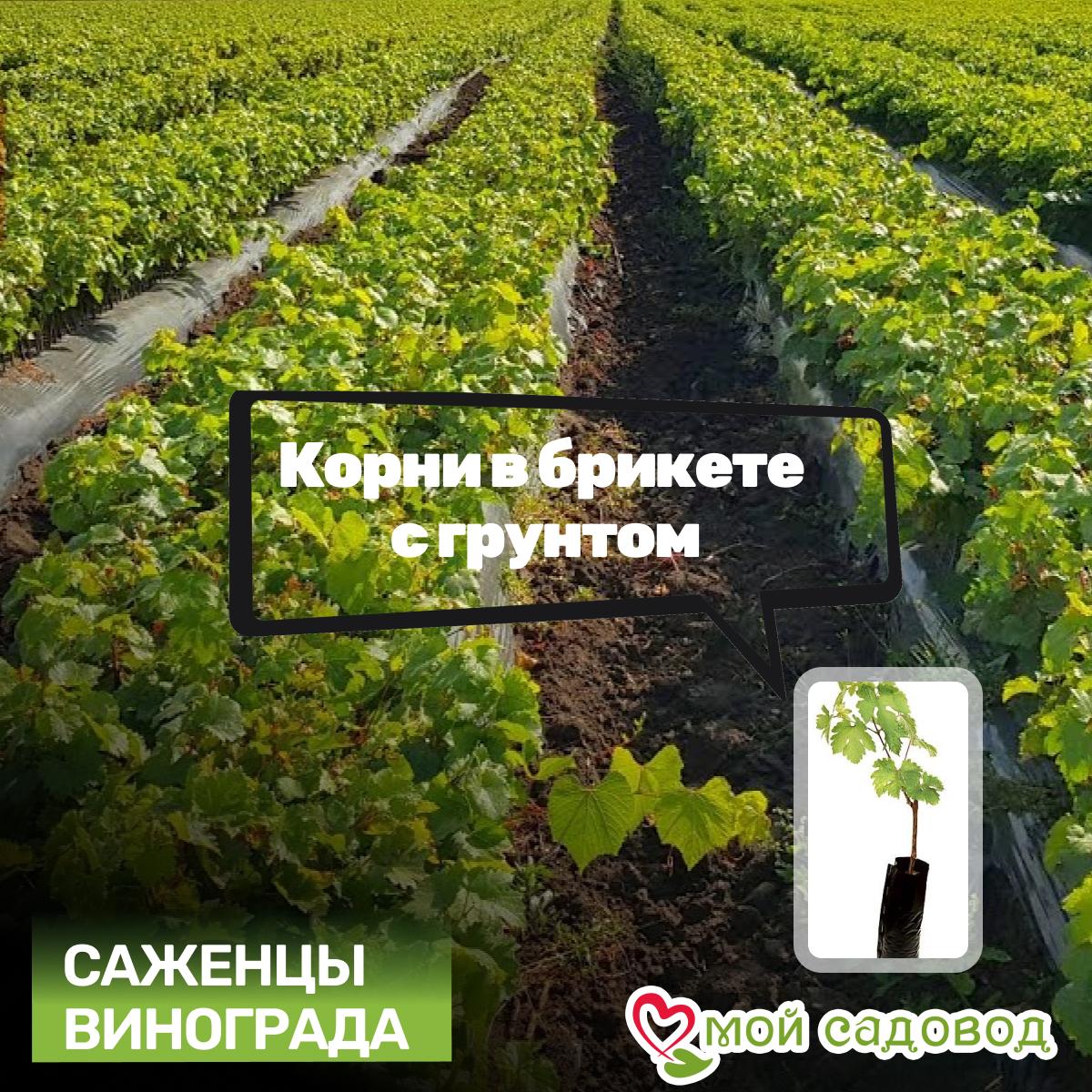 Виноград Чёрный Изумруд