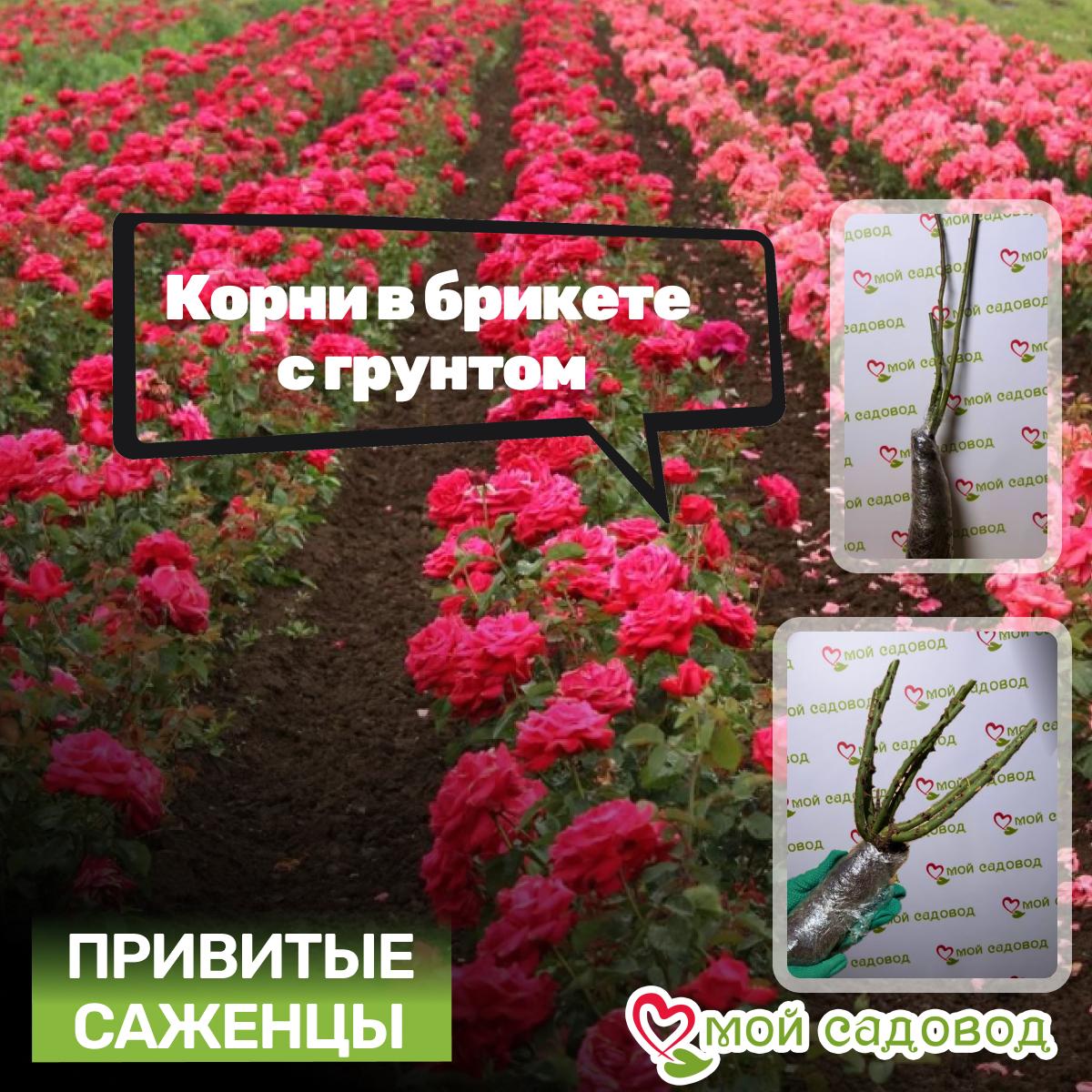 Роза Эдгар Дега